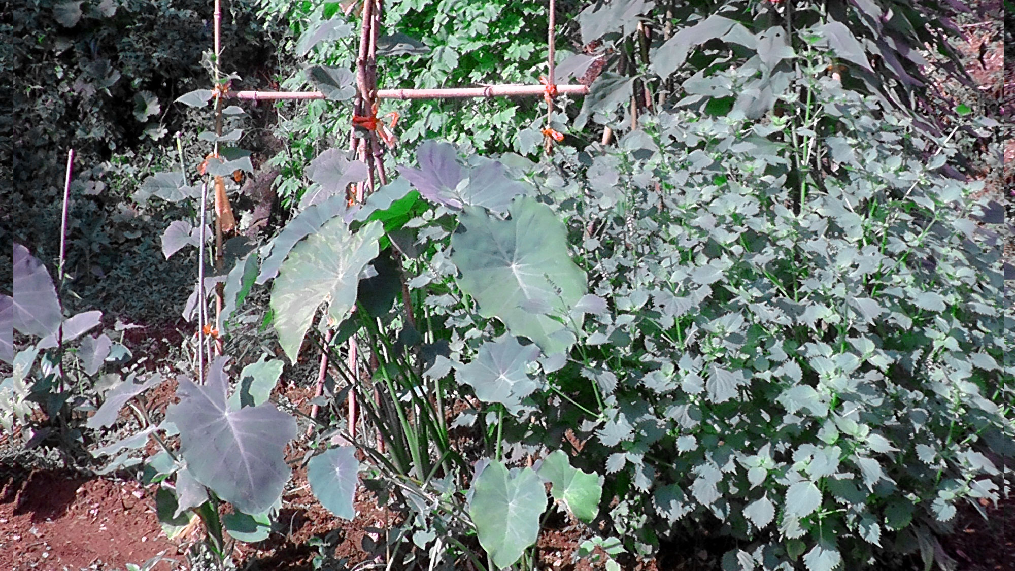 紫尾温泉　ちどり荘