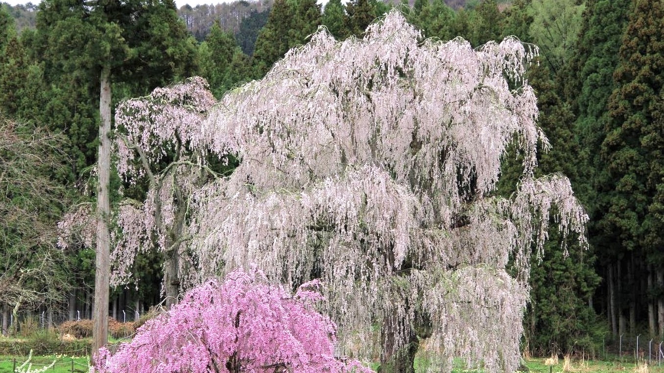 蕨野旅馆