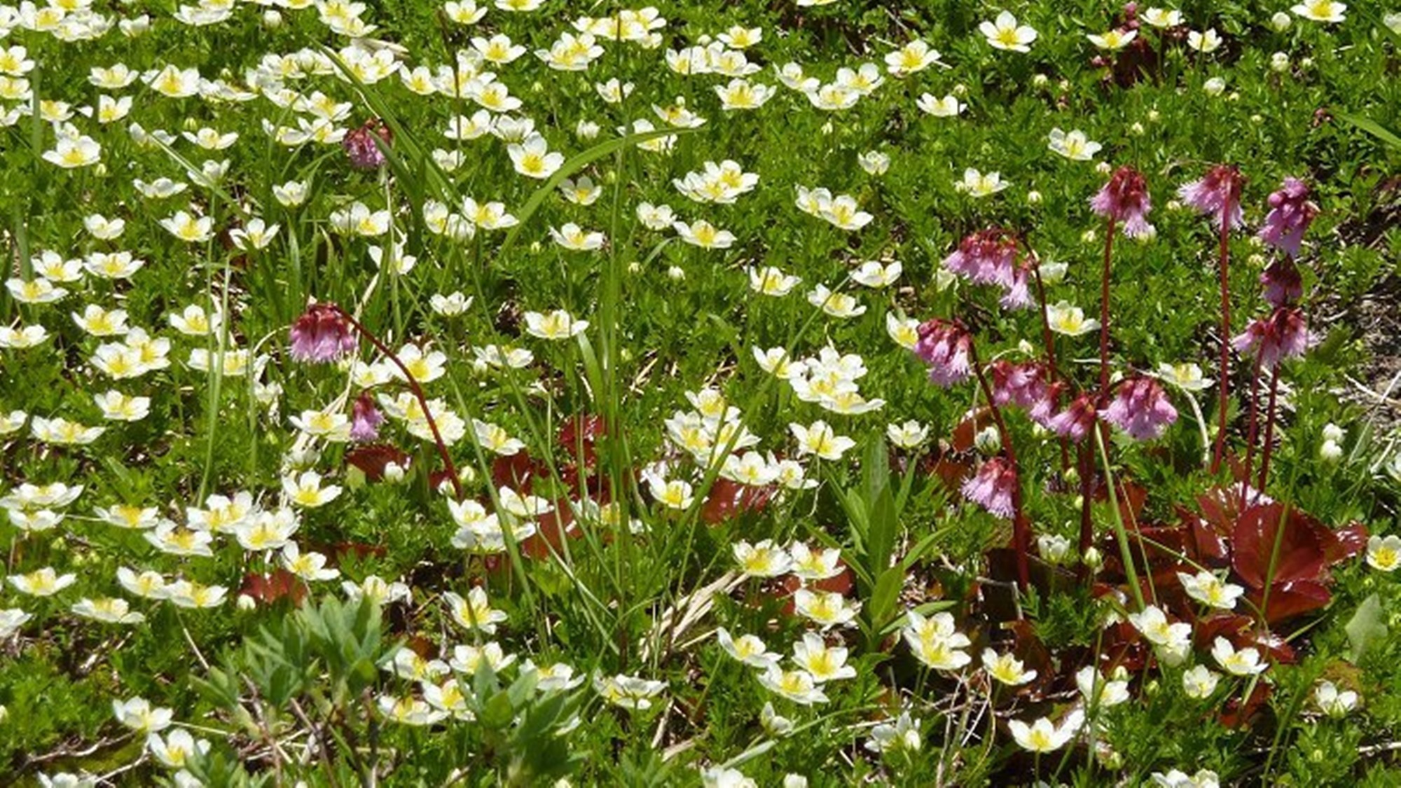 阿仁の森　ぶなホテル