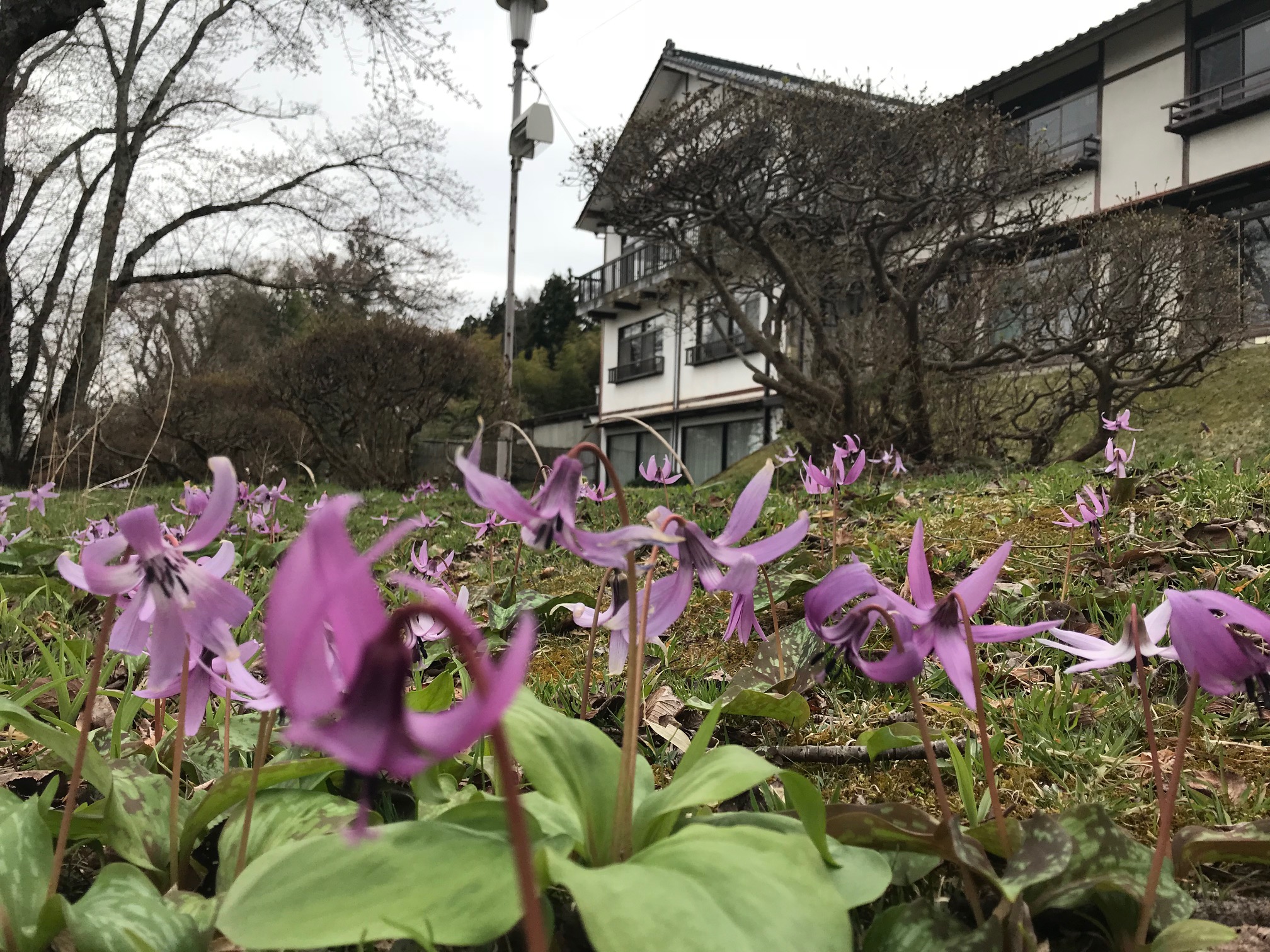 Genbikei Onsen Itsukushien