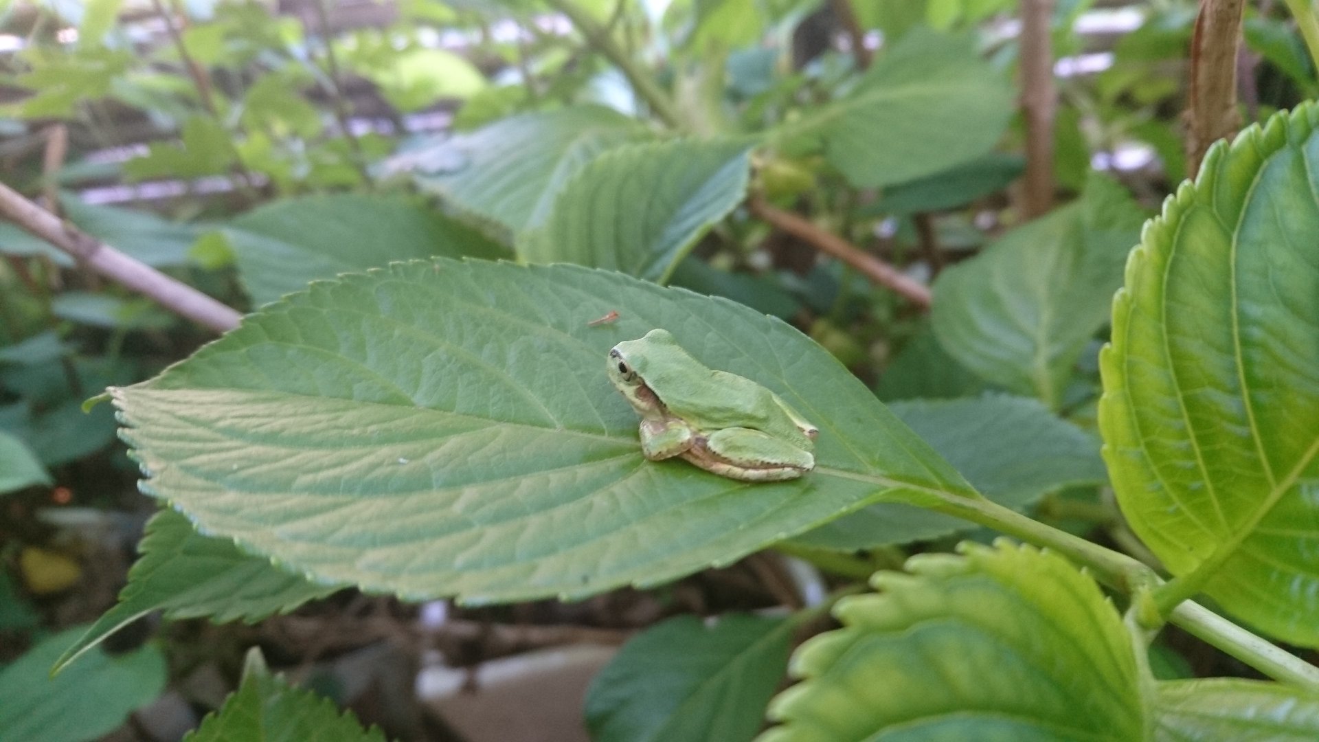 旅館わらび野