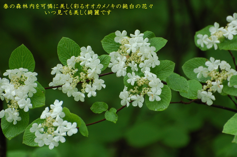 檜枝岐溫泉 尾瀨野