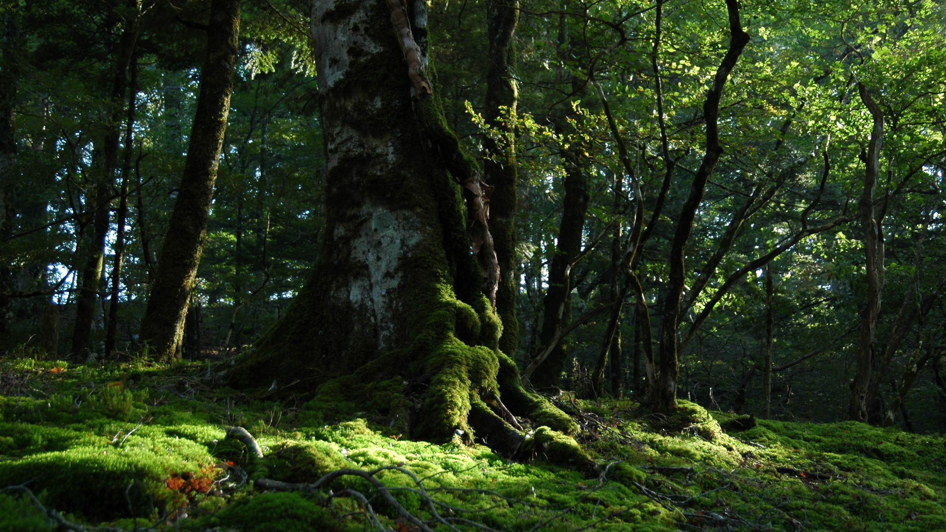 Forest Kamikita