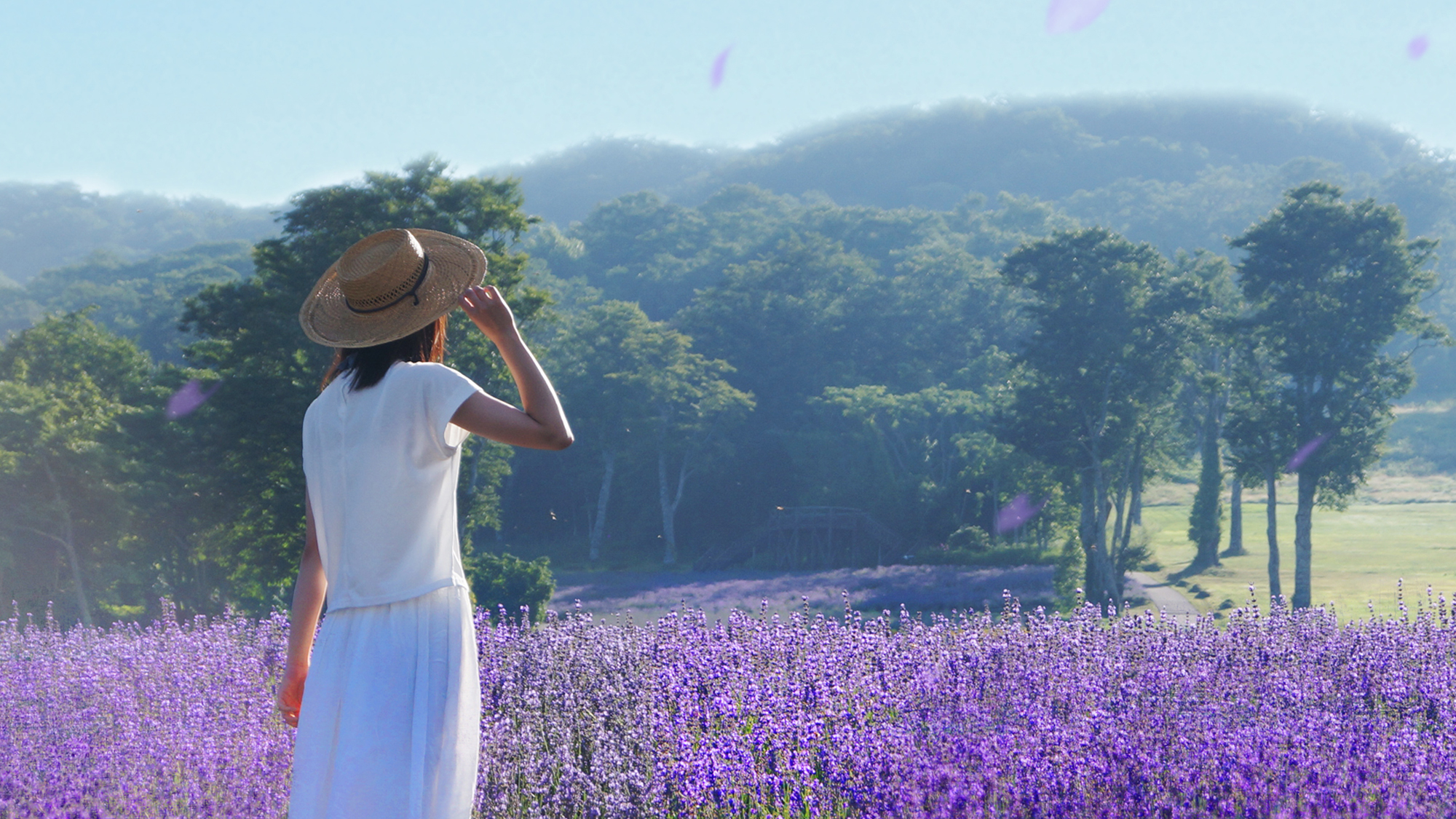 高原之宿 水芭蕉