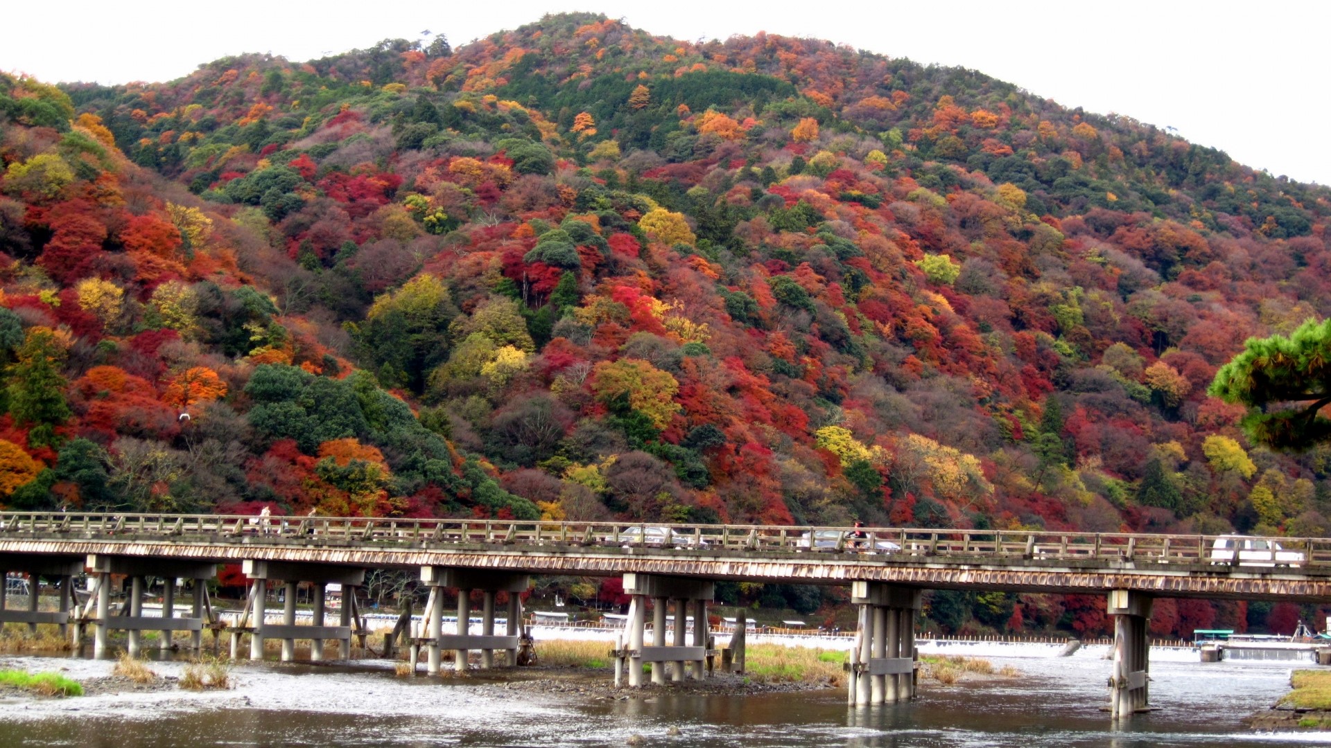 樱花台画室旅馆