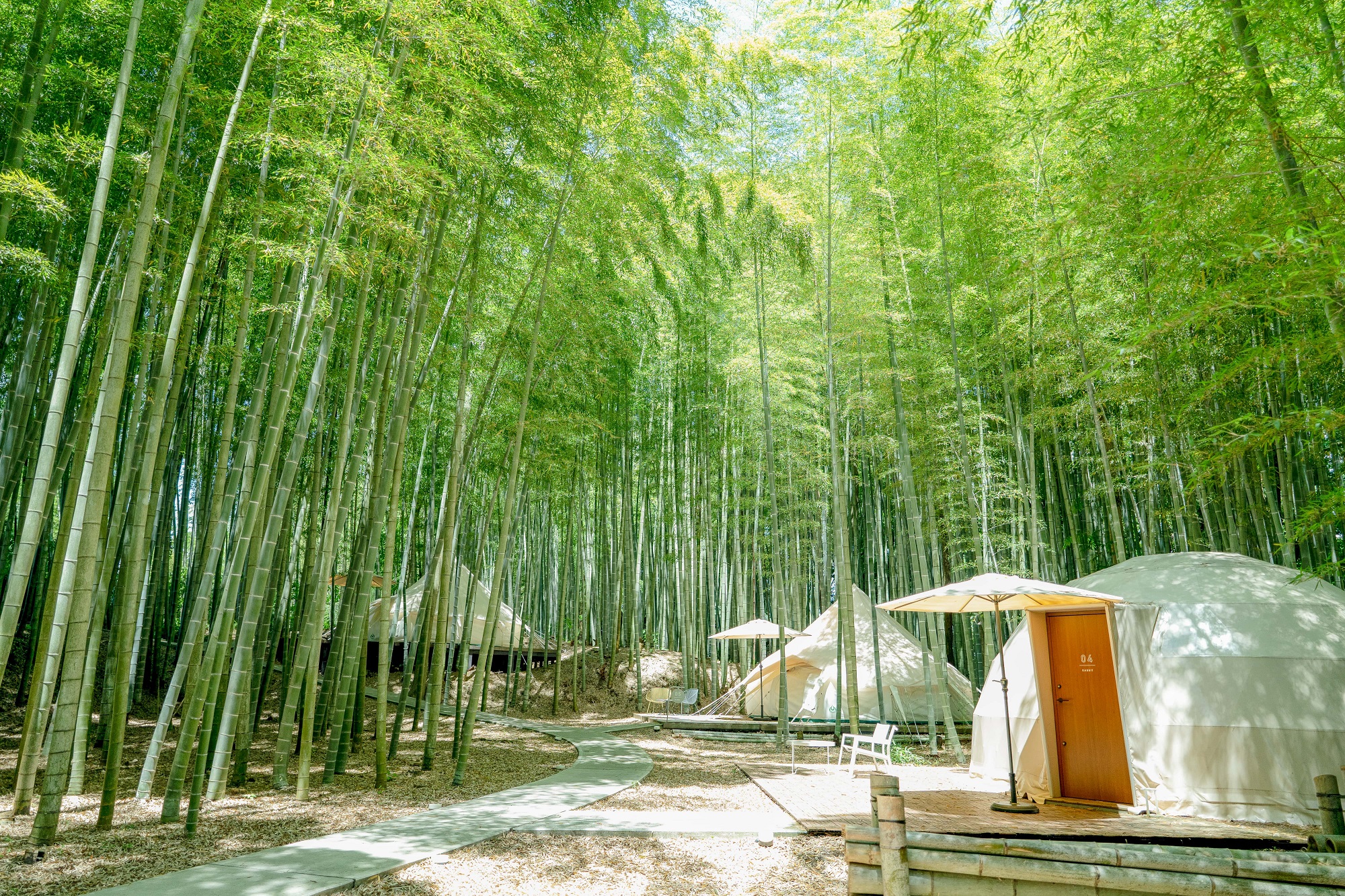 The Bamboo Forest