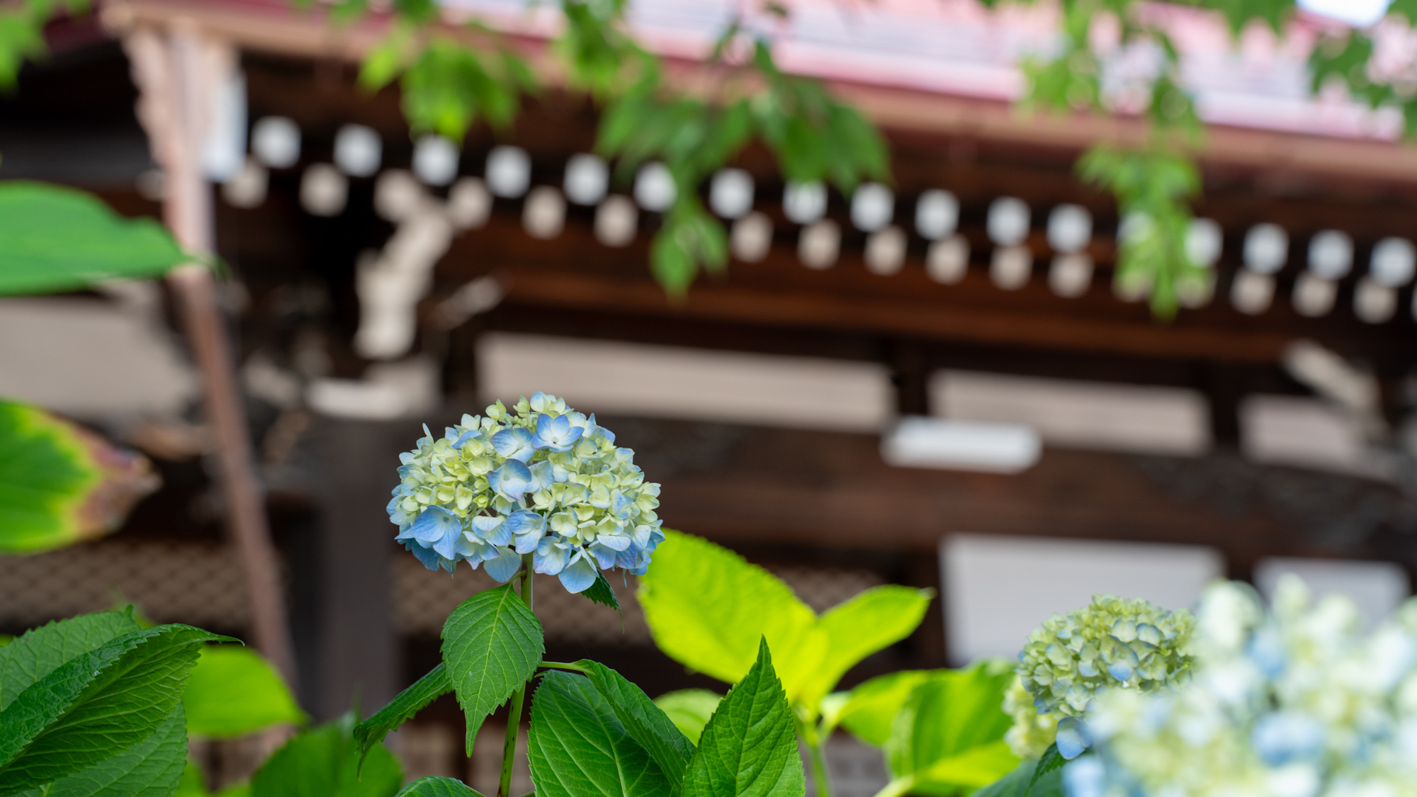 高山善光寺宿坊