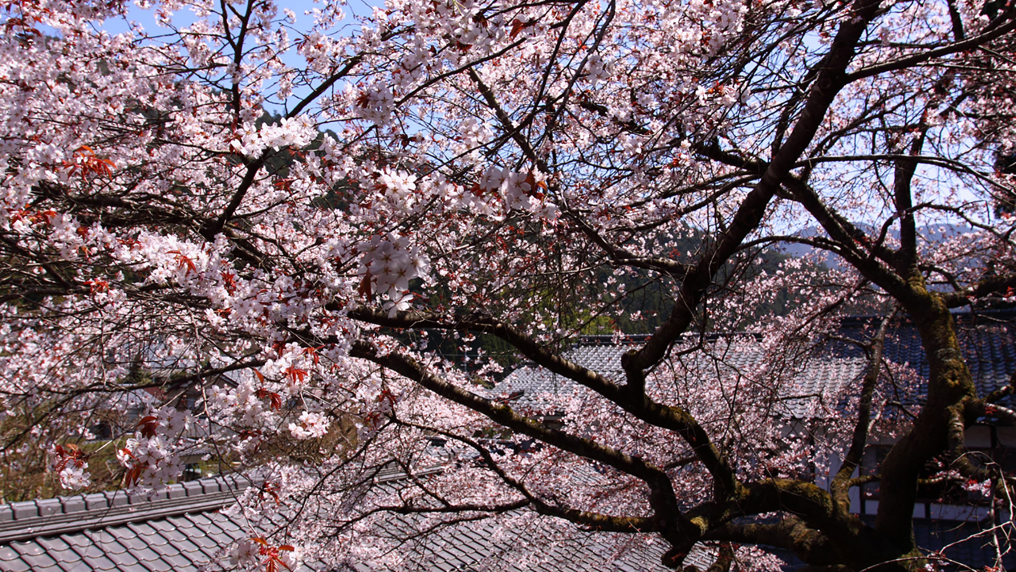 京都大原之里温泉民宿