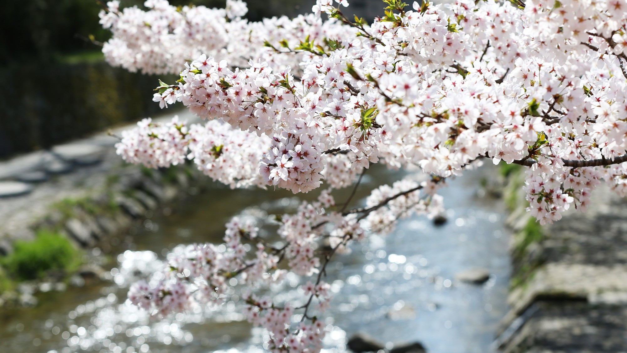 Sanin Yumura Onsen Yuamu