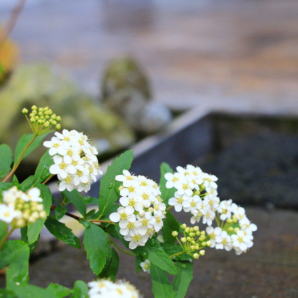 藤の花ホテル