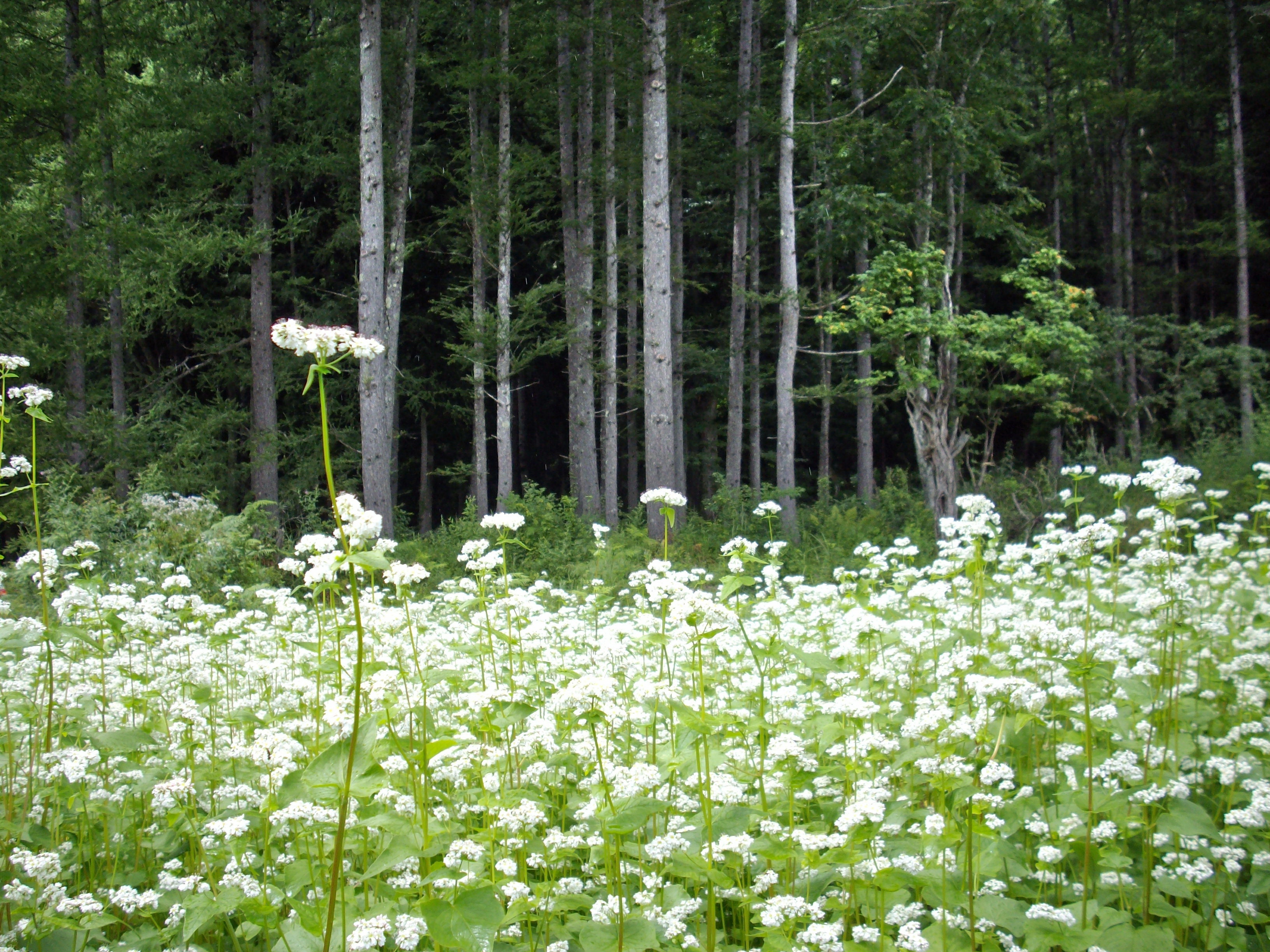 Azumino Pension Lali Gurans