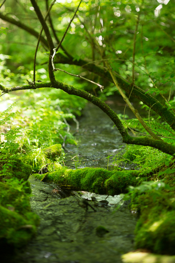 Caro Forest Kita-Karuizawa RIO