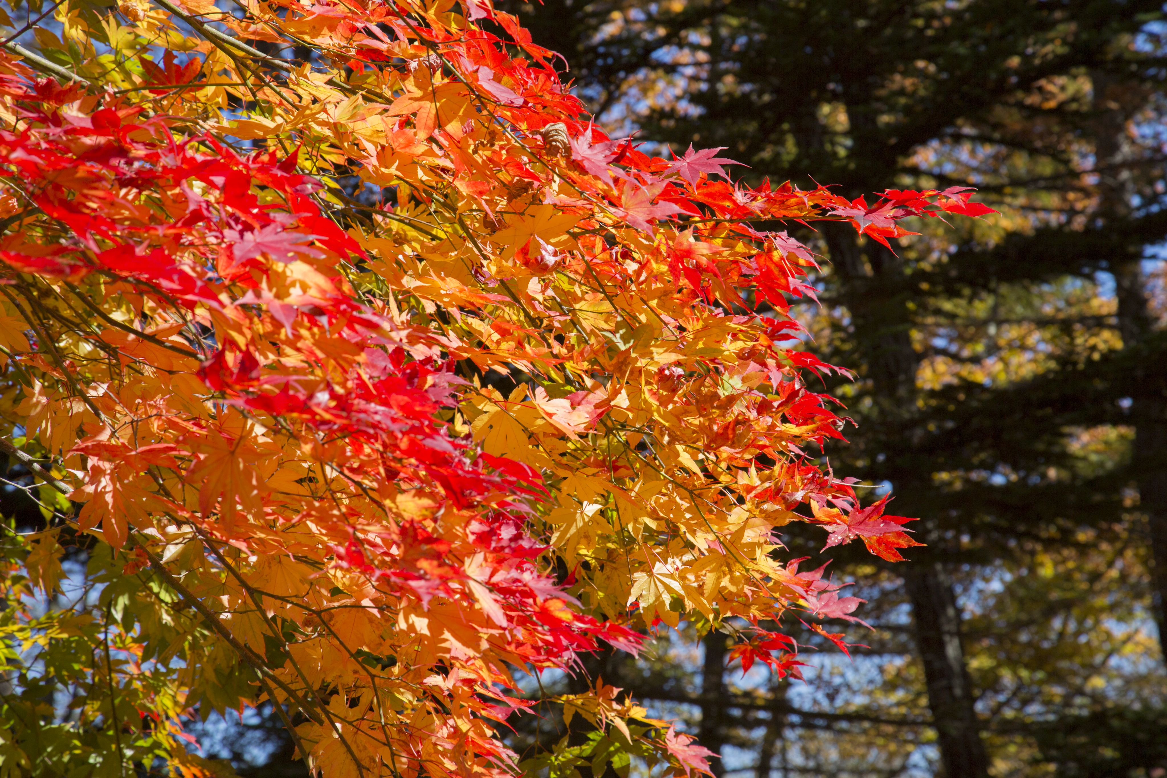 Caro Forest Kita-Karuizawa RIO