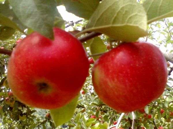 菱野温泉　上の湯　薬師館