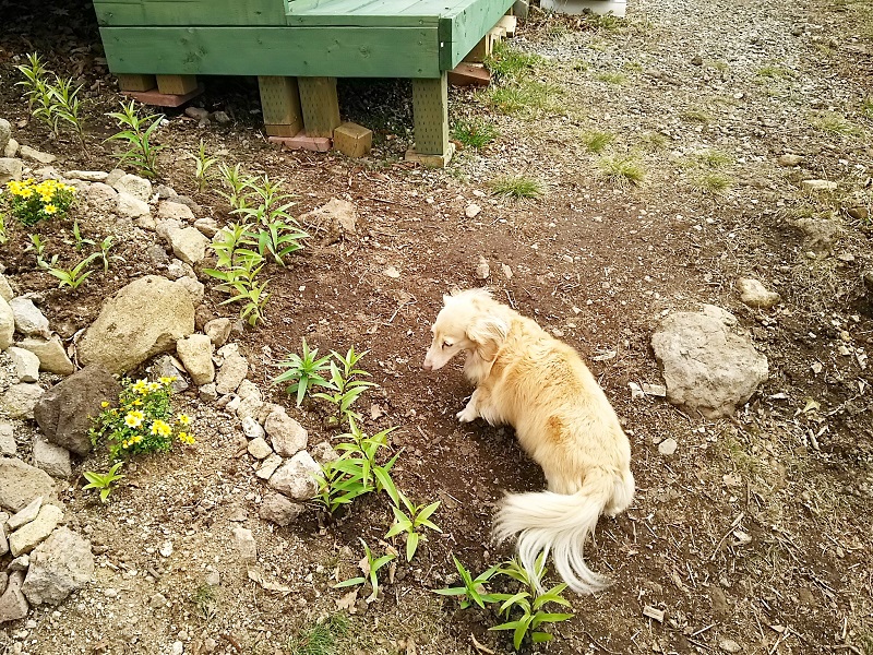 빌라 완완완 (전용 도그런 완비)