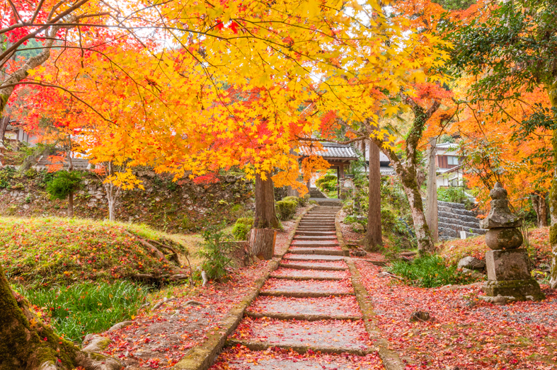 Kyoto Stay SAKURA 니조성 니시 I