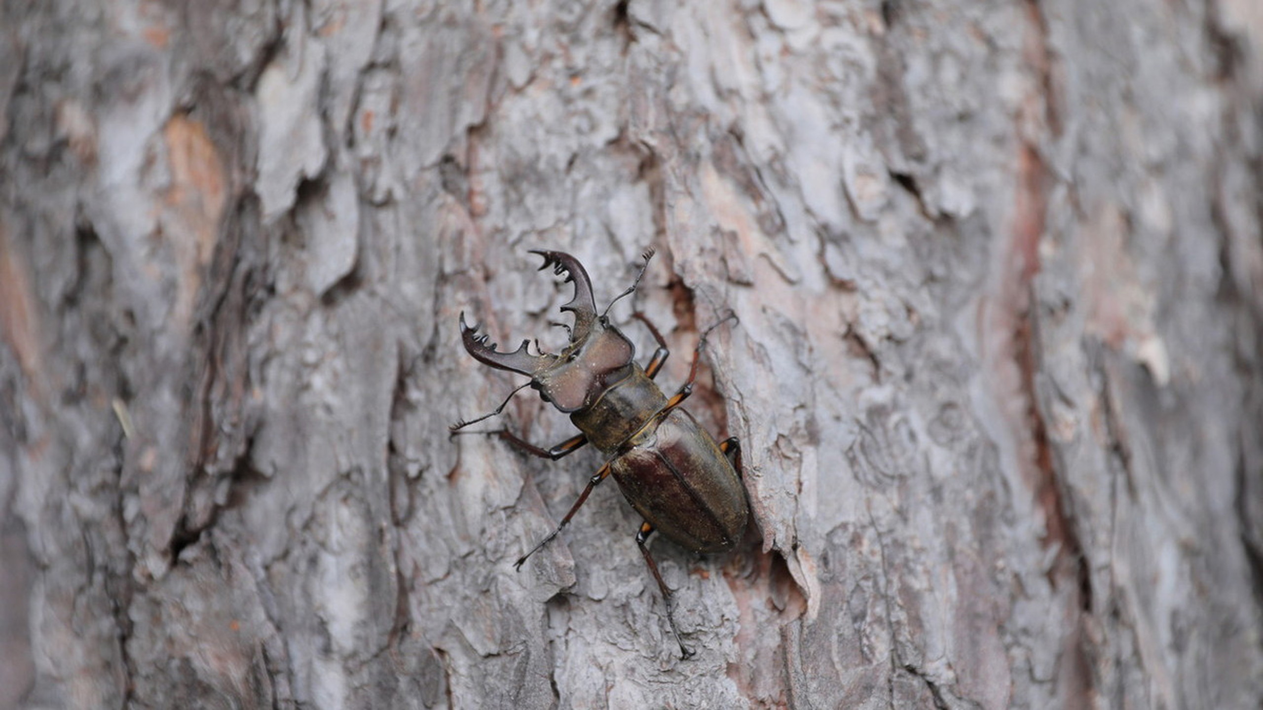 APA度假酒店（上越妙高）