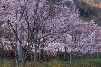 定山溪溫泉章月大飯店