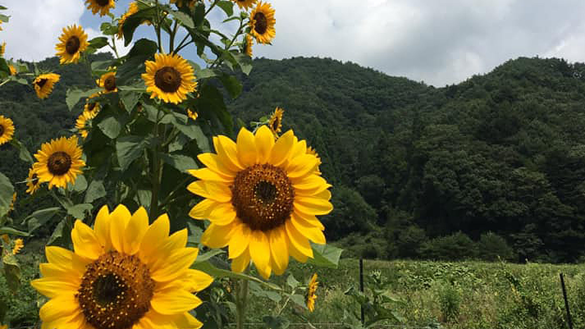 高原之宿 水芭蕉