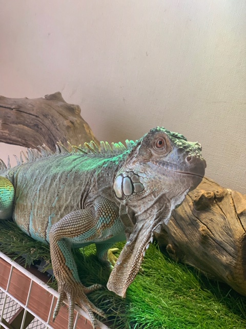 那須溫泉 Iguana 之森旅館