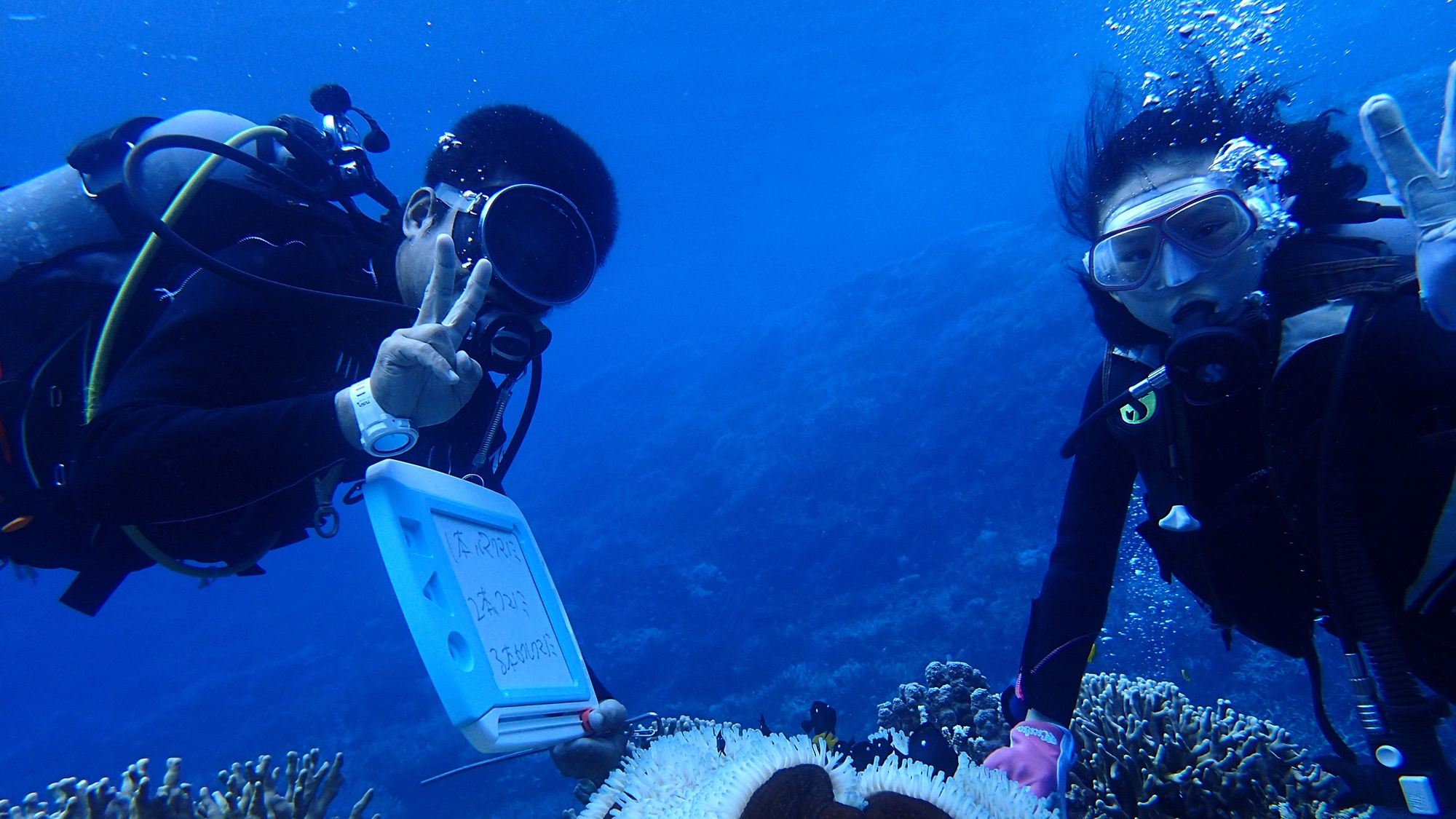 Enysea B&B（西表岛）