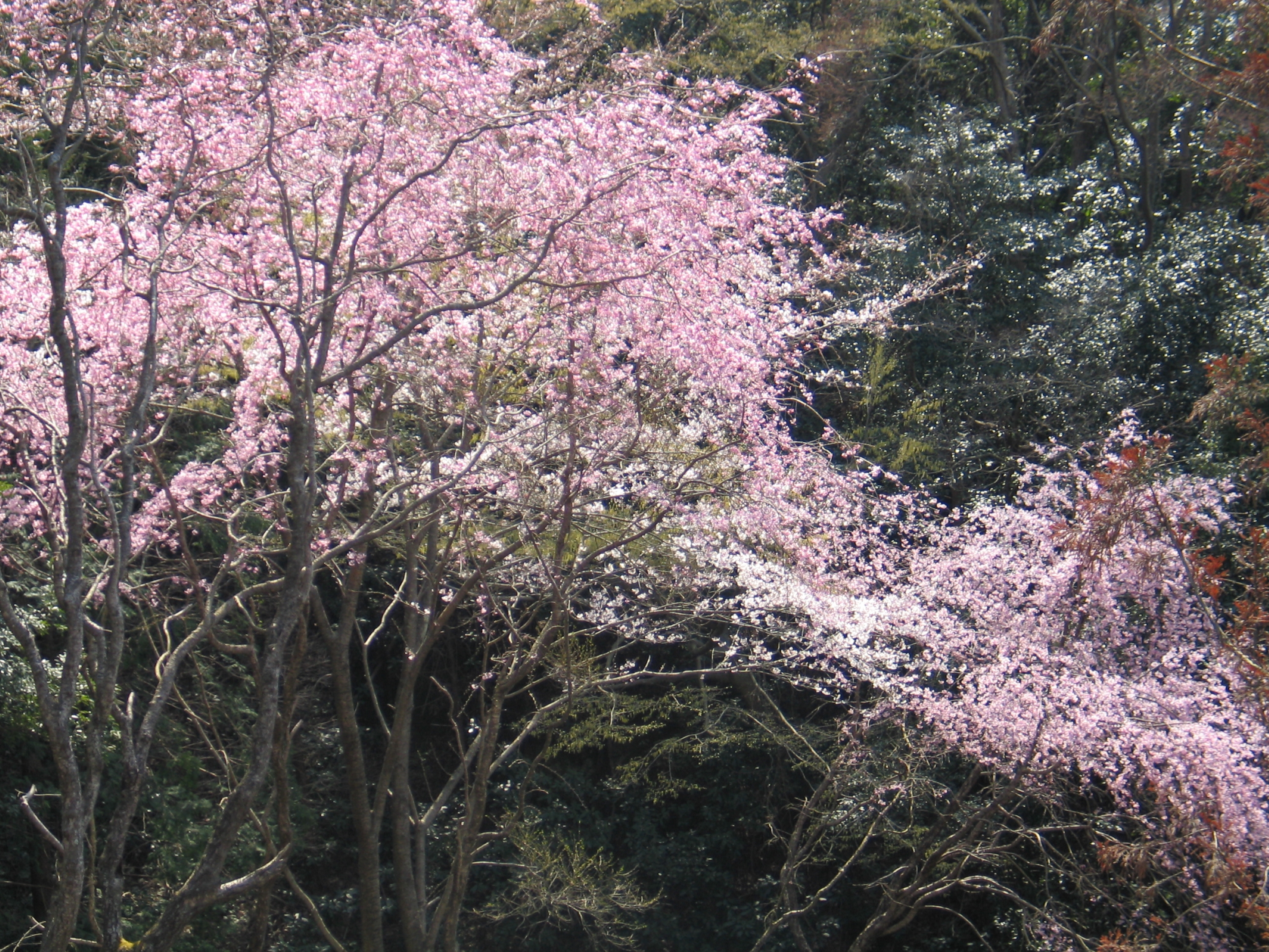 伊豆長岡温泉　かめや恵庵