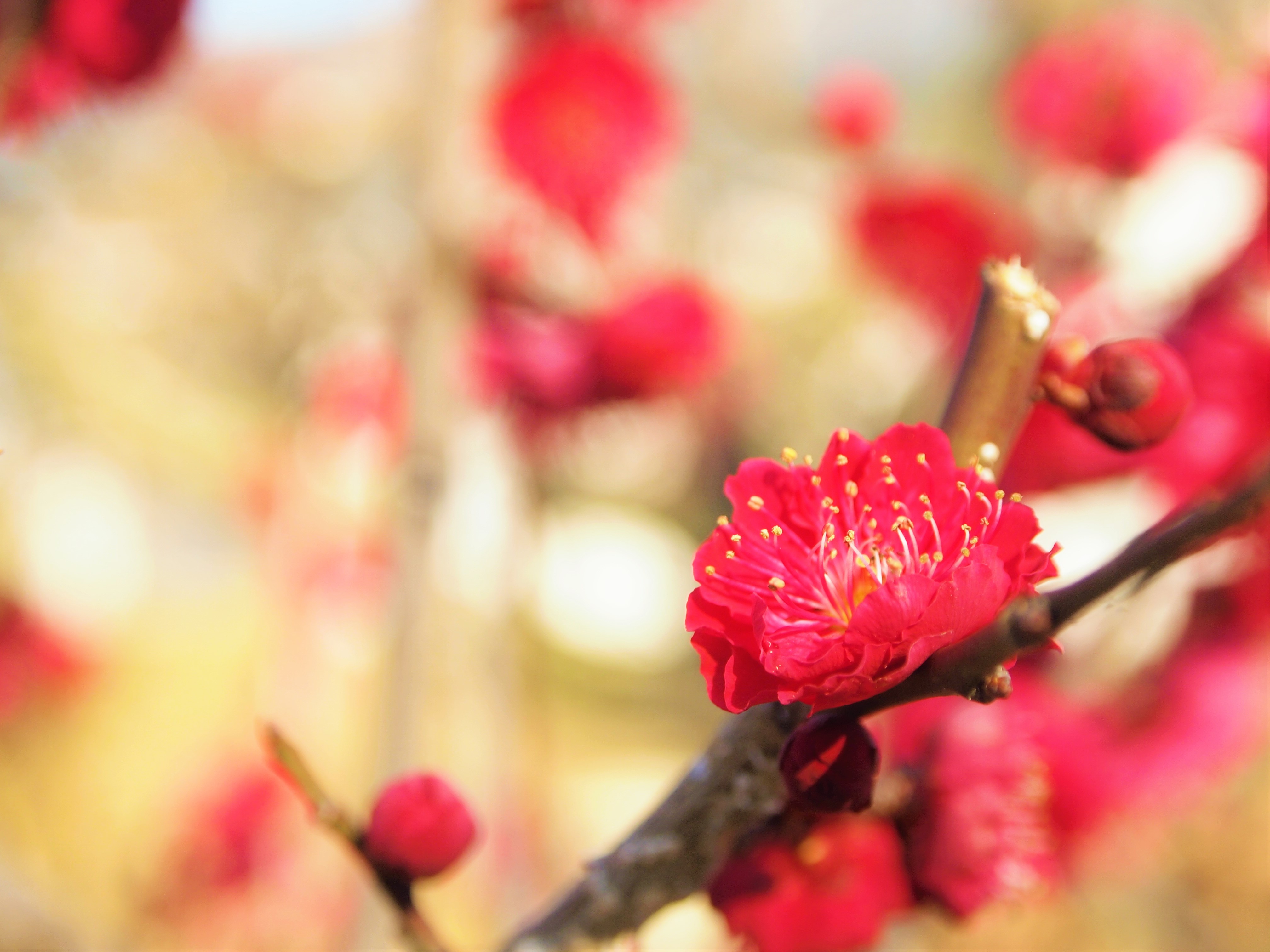 Ｓｔａｙ　ＳＡＫＵＲＡ　京都　四条烏丸