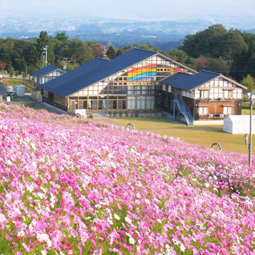 夢之平大波斯菊莊