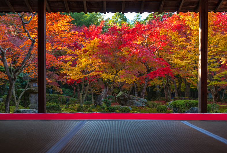 京都二條城西櫻花住宿Ｉ館