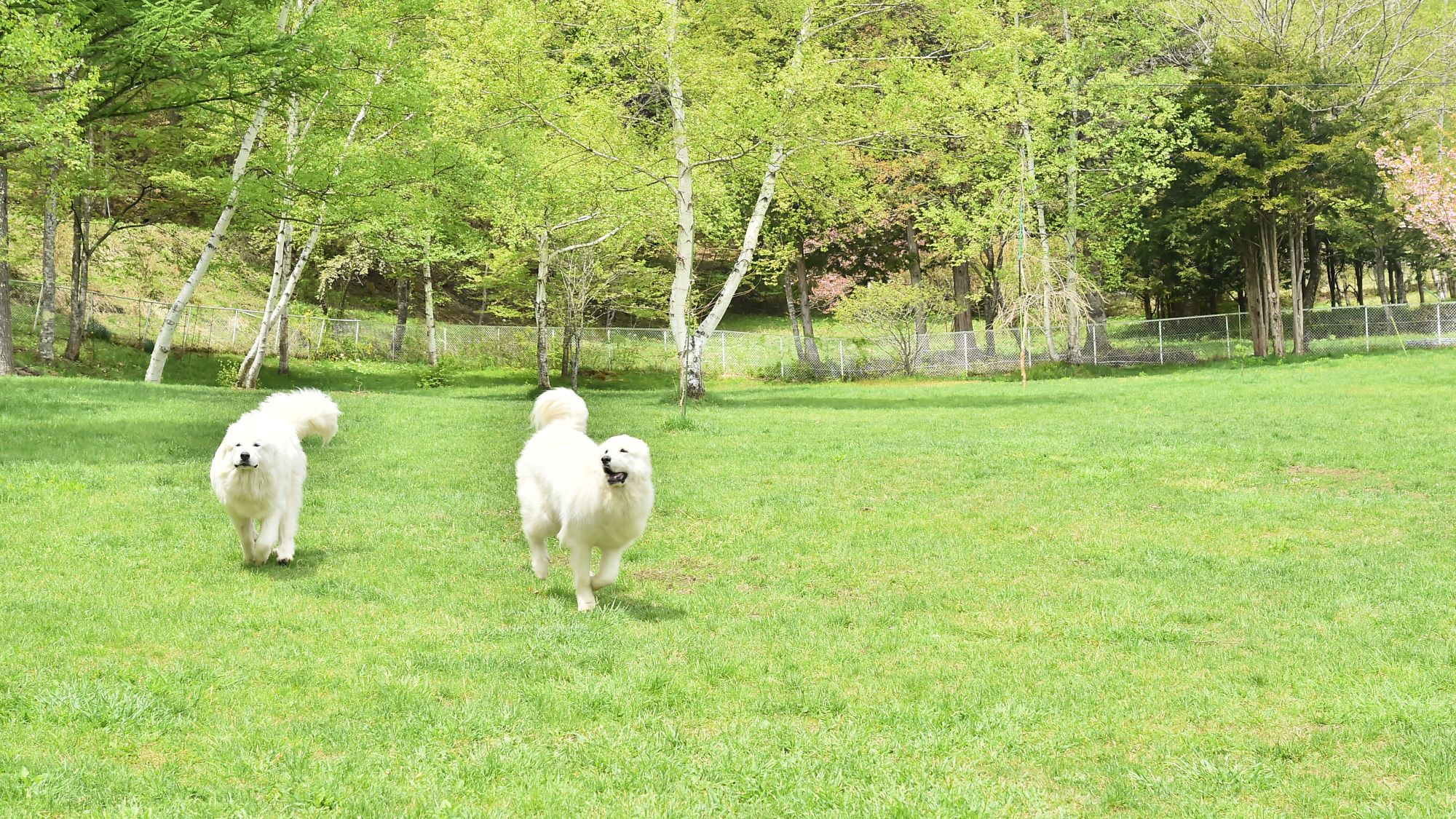 Pet-friendly Inn Hidamari