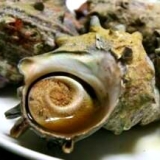 魚焼きグリルで７分♪サザエの壺焼き