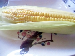 無難においしい蒸しトウモロコシ