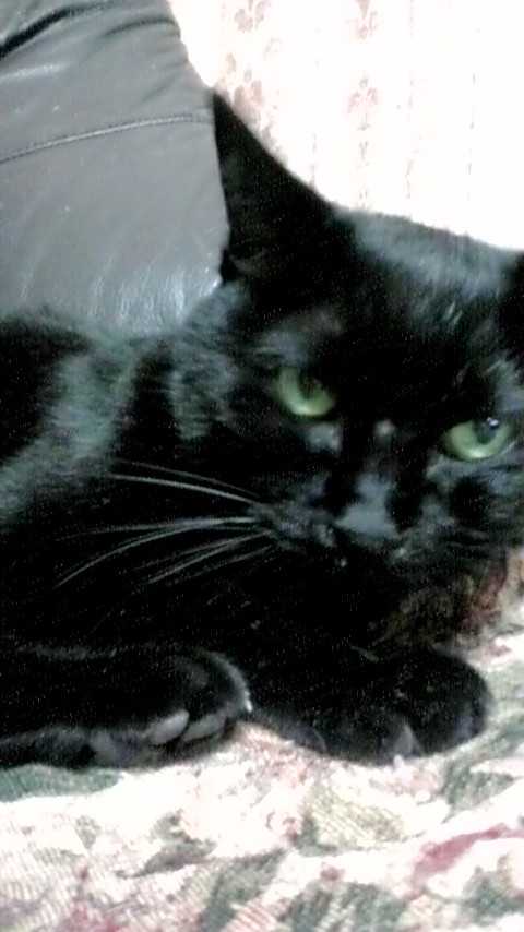 野良猫のあしあと