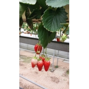 イチゴ大好きママ