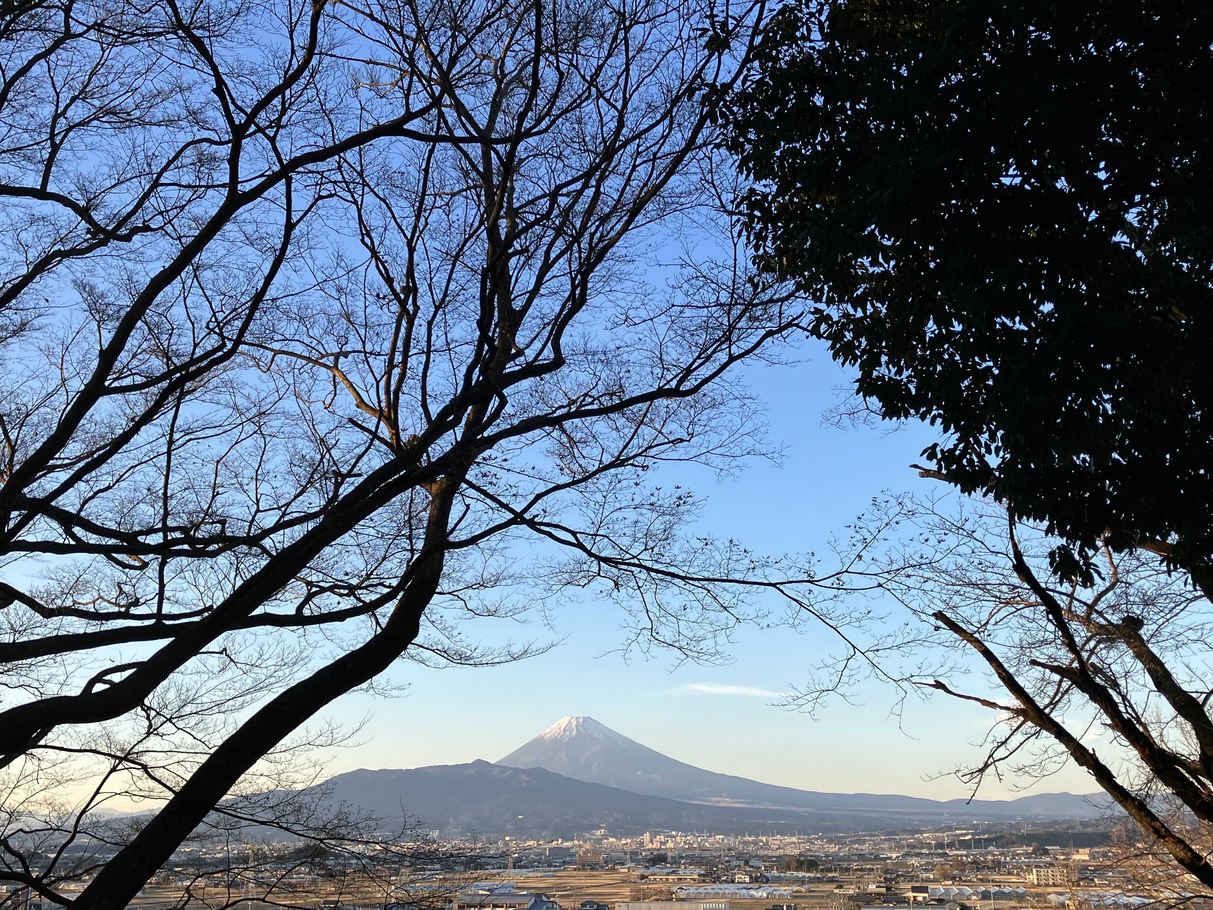 だいこん１００