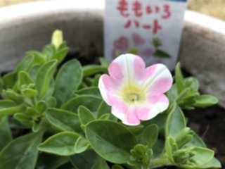 SNOOPY35