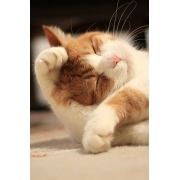 ｋｉｍａｇｕｒｅ