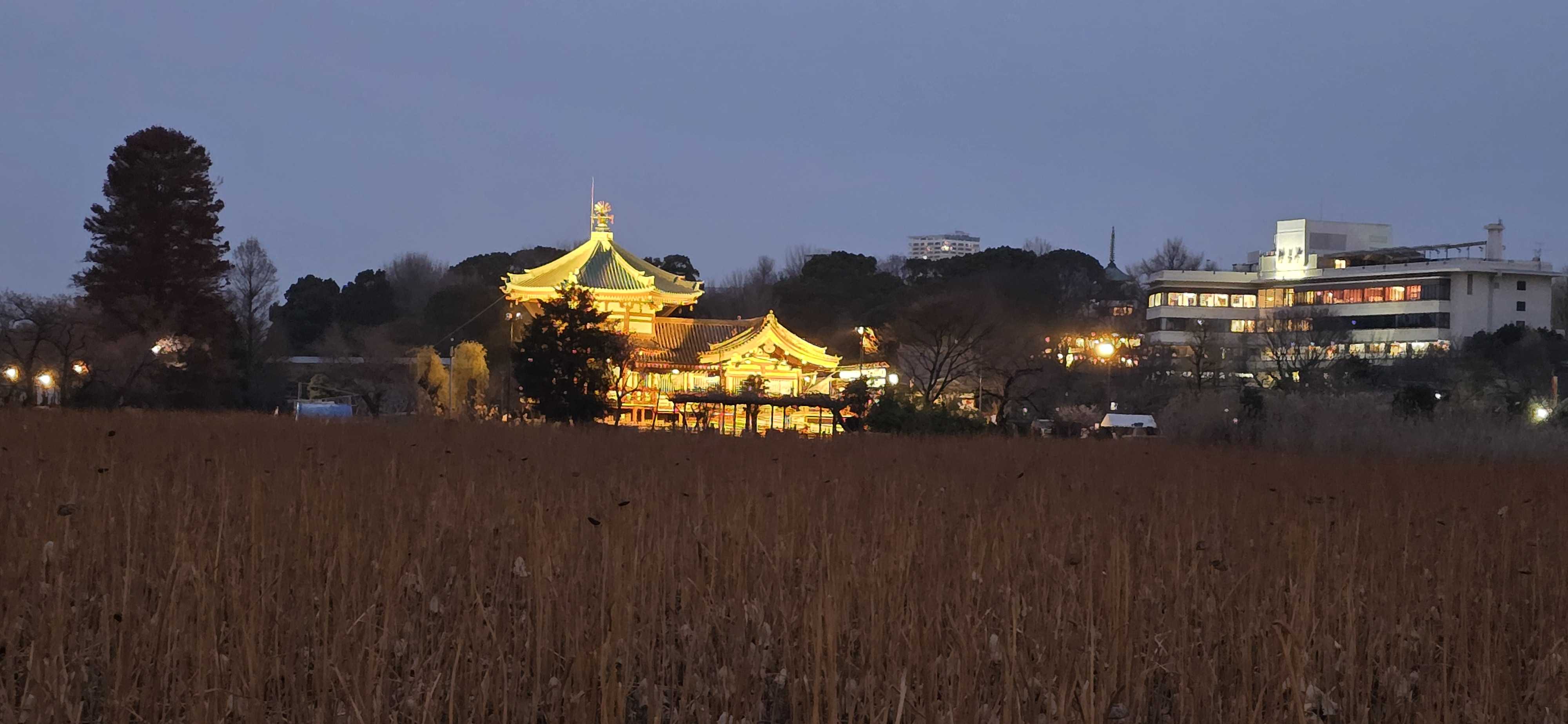 梓都紅