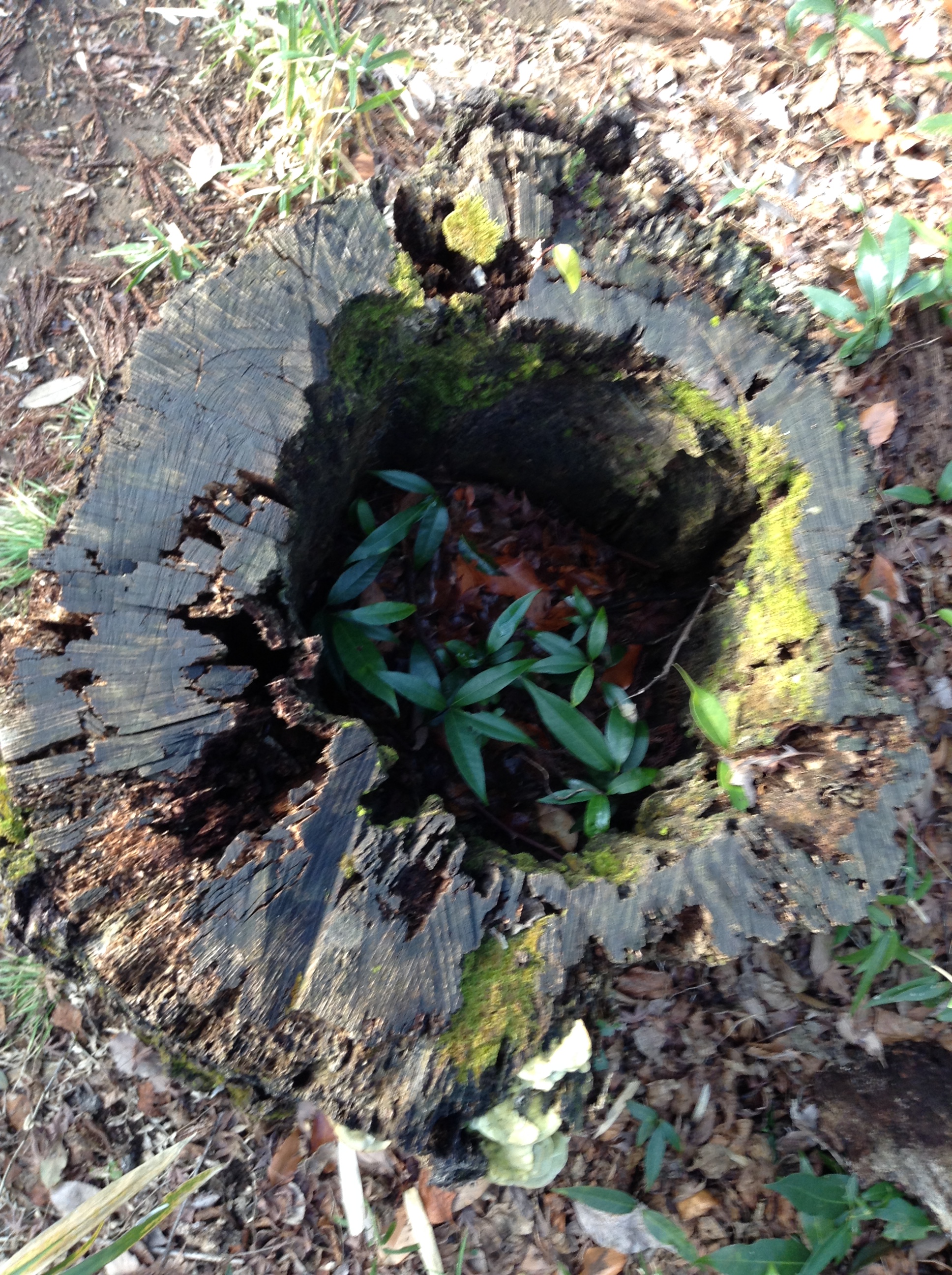 たくさんのたくさん