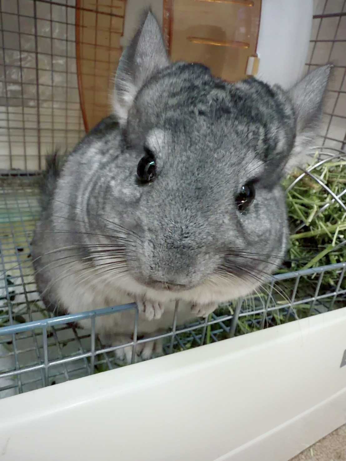hihihihiiiiichan