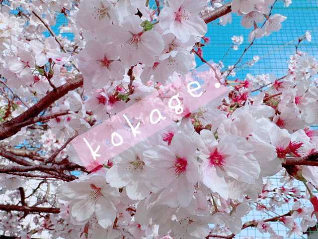 。kokage