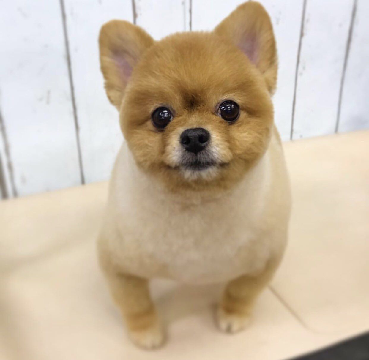 じゃんぼりら