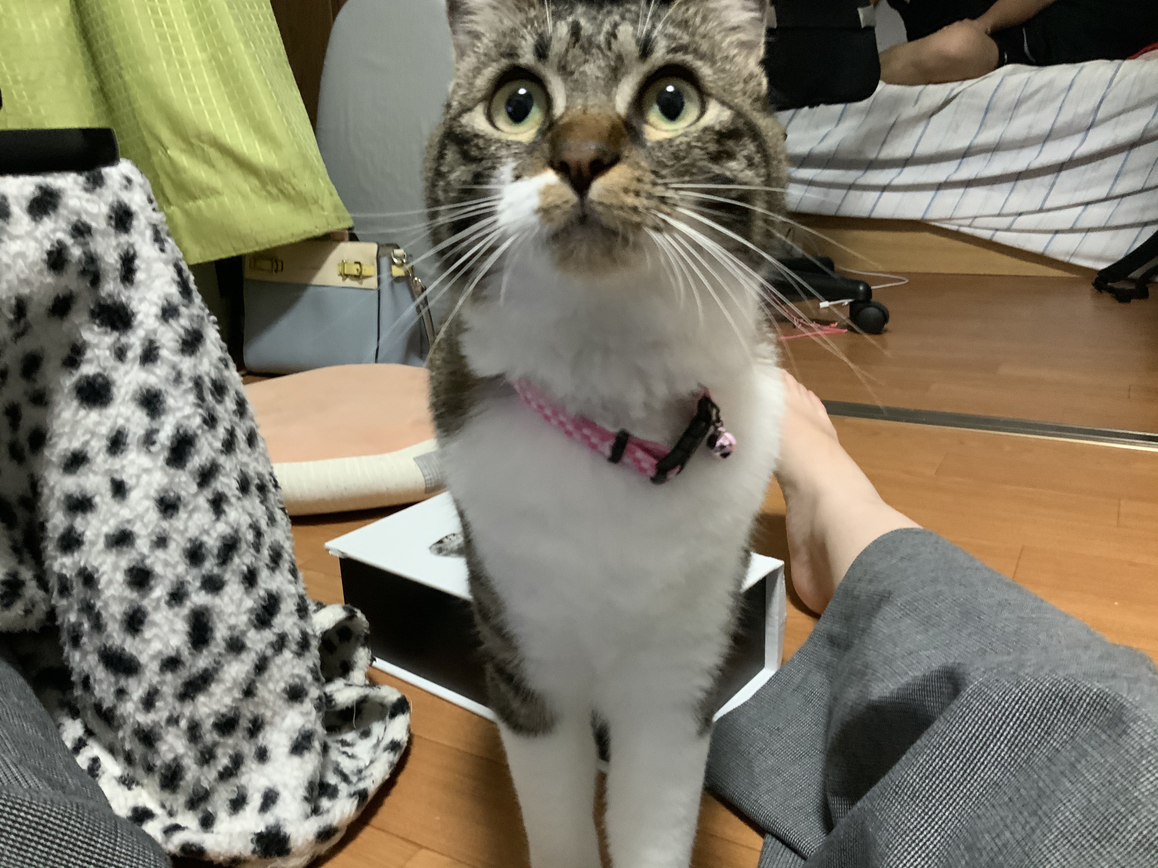 西原裕美（ニシハラユミ）