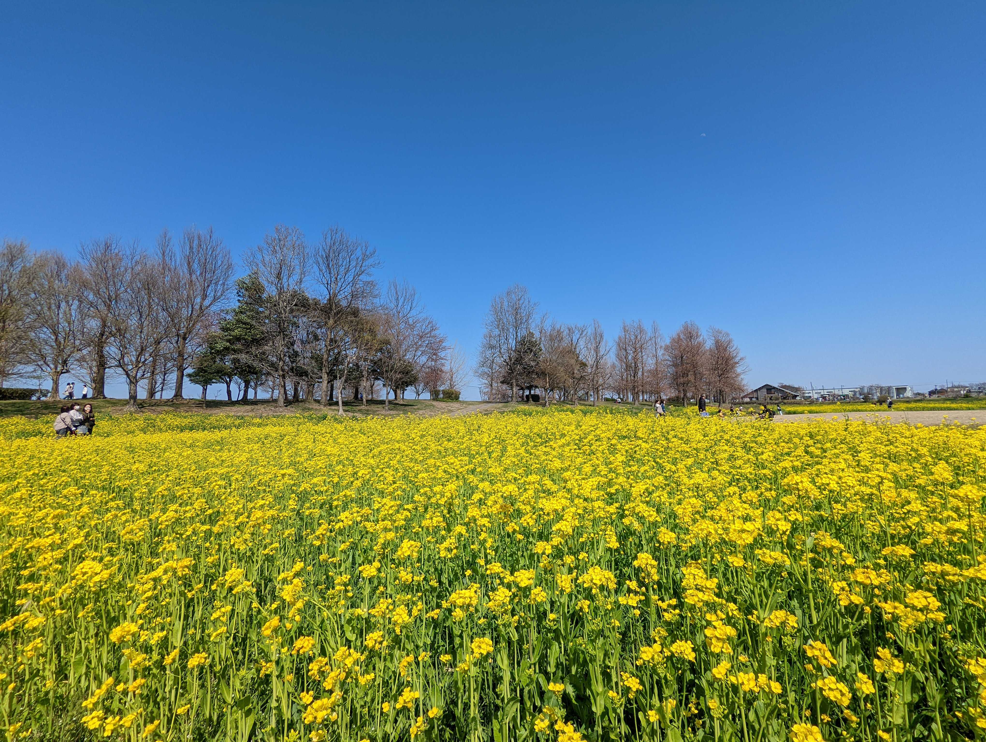 タージー【taajii】