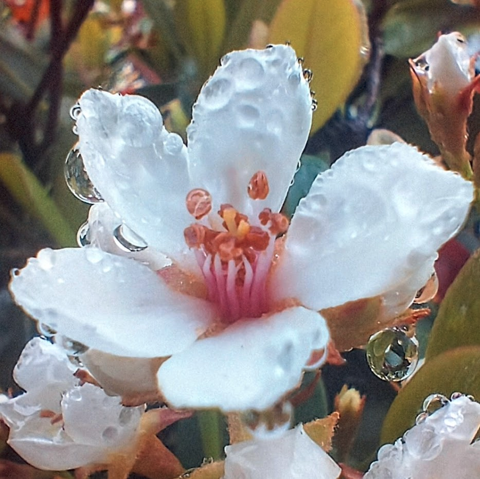 cocoloniil