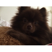 もふもふギンマン