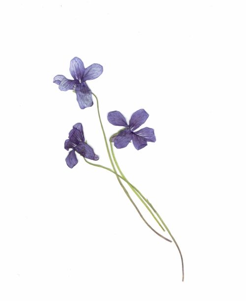 HSPなサリー
