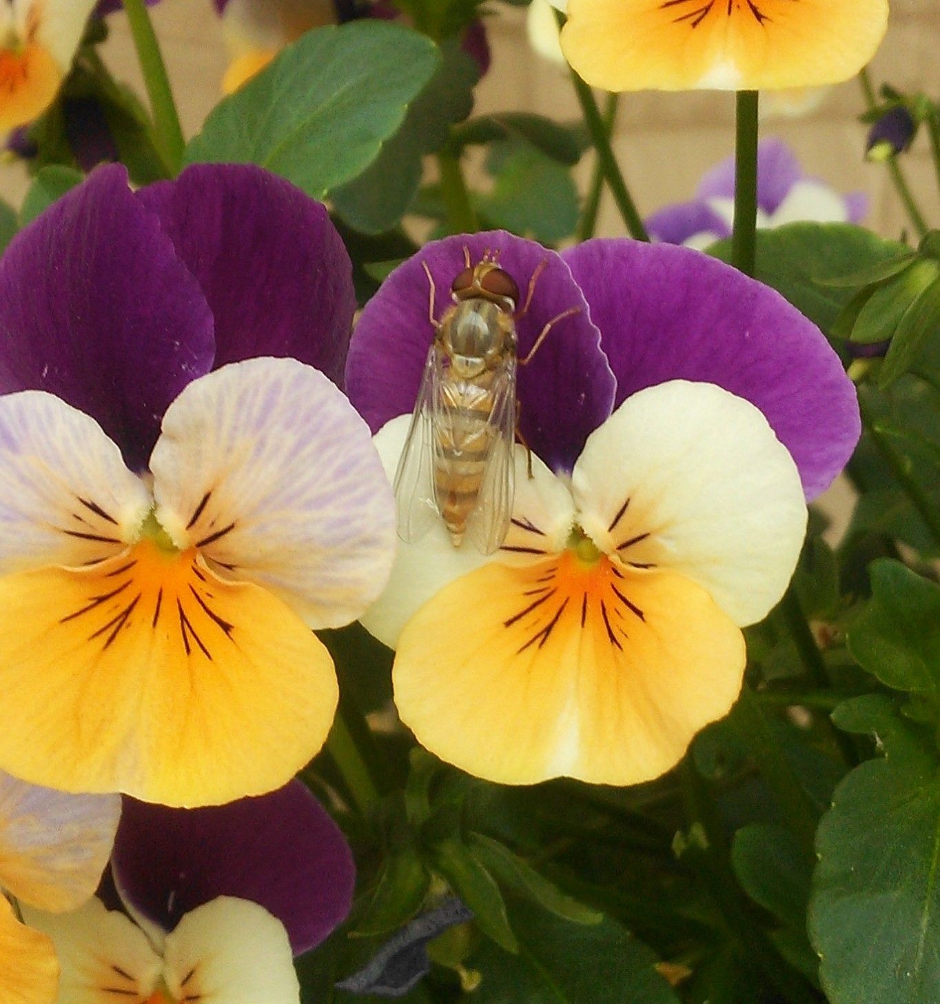 2ページ目の記事一覧 サポートいび 昆虫通信 楽天ブログ