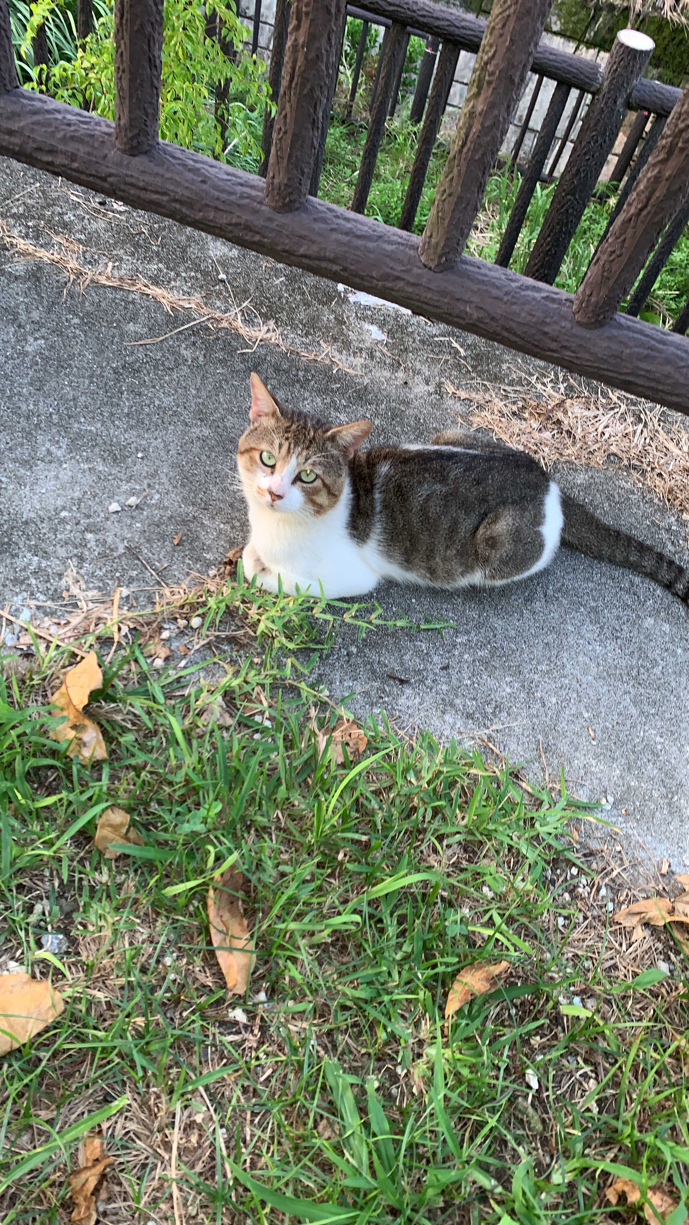 ちゃーぼ。