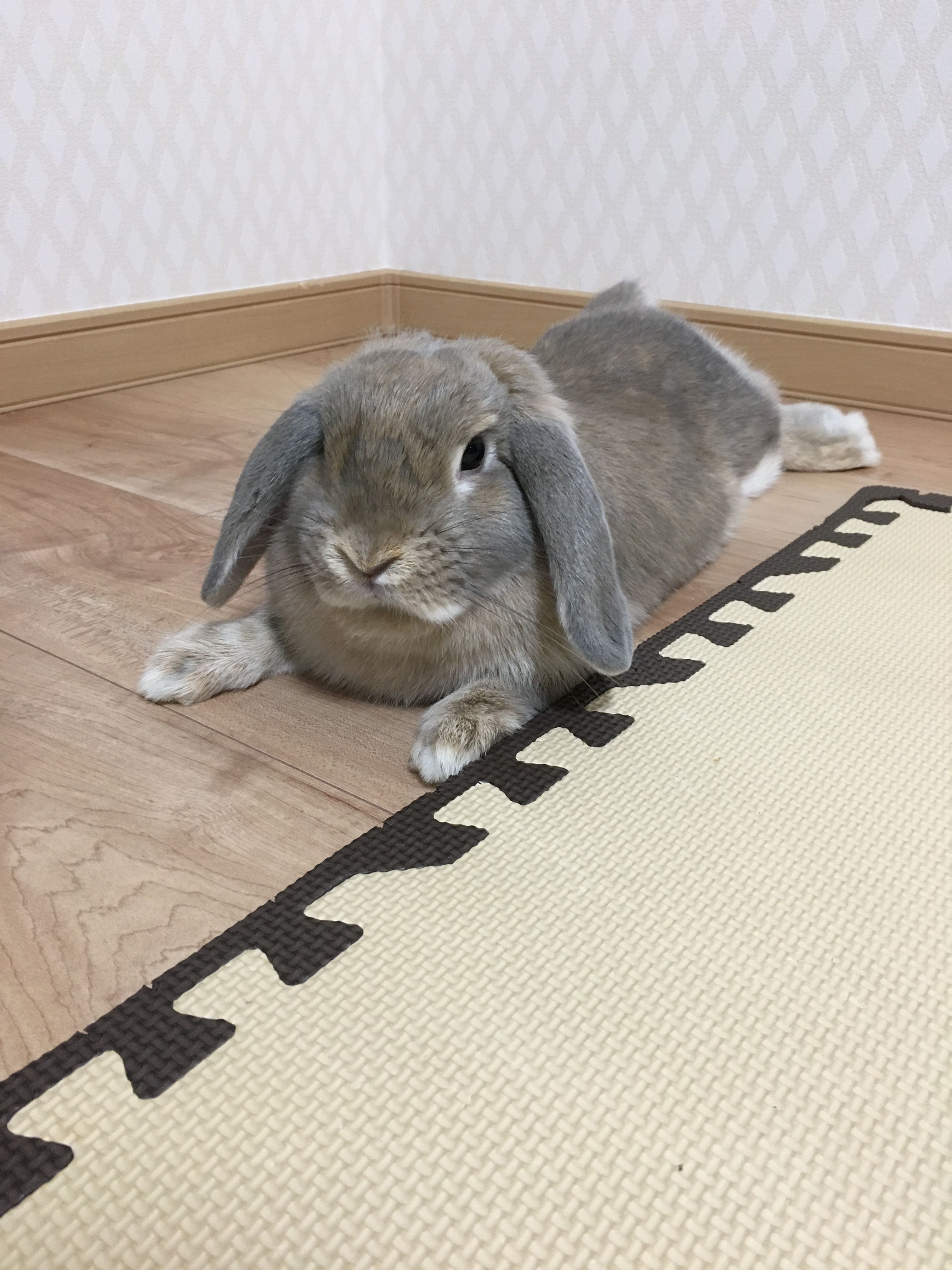 高温期18日目 みまさままさみのブログ 楽天ブログ